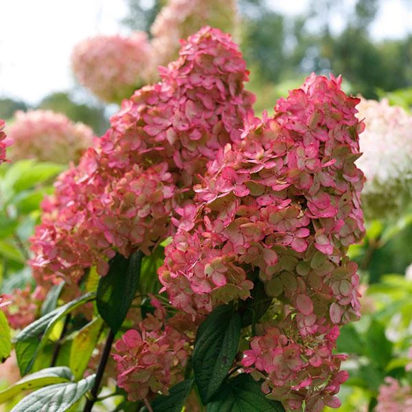 Fire Light® Hydrangea Shrub 1 Fire Light® Hydrangea Shrub