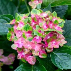 Pistachio Hydrangea Shrub -Fast Growing Trees Shop Hydrangea Pistachio 2