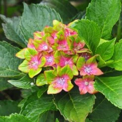 Pistachio Hydrangea Shrub -Fast Growing Trees Shop Hydrangea Pistachio 3