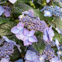Endless Summer® Pop Star® Bigleaf Hydrangea -Fast Growing Trees Shop Hydrangea Pop Star 2