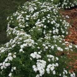 Icy Drift® Rose 5 Icy Drift® Rose -Fast Growing Trees Shop Icy Drift Rose 1 FGT