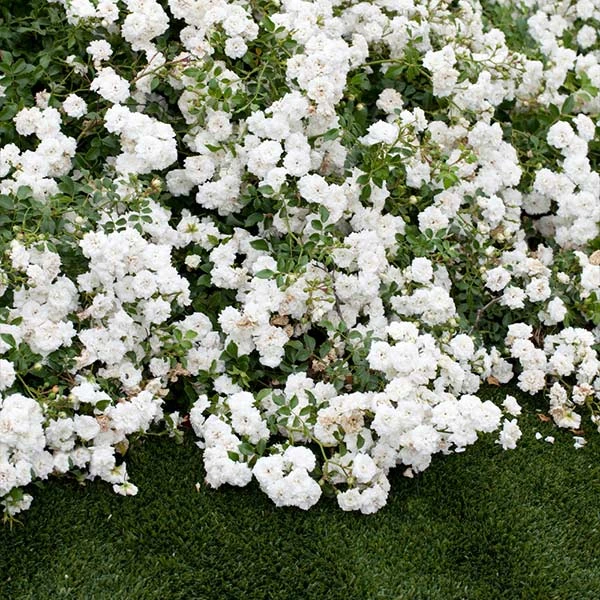 Icy Drift® Rose 1 Icy Drift® Rose