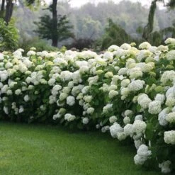 Incrediball® Hydrangea Shrub -Fast Growing Trees Shop Incrediball Hydrangea 1 FGT