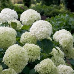 Fast Growing Trees Shop 67 Fast Growing Trees Shop -Fast Growing Trees Shop Incrediball Hydrangea 2 FGT