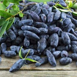 Indigo Gem Haskap (Honeyberry) -Fast Growing Trees Shop Indigo GEm Haskap 2