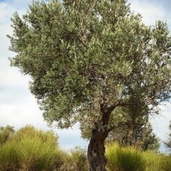 Italian Olive Tree -Fast Growing Trees Shop Italian Olive Tree 3 450W