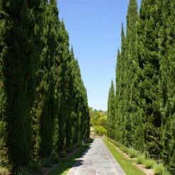 Italian Cypress 11 Italian Cypress -Fast Growing Trees Shop Italian Cypress 1 FGT