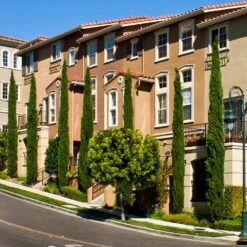 Italian Cypress 13 Italian Cypress -Fast Growing Trees Shop Italian Cypress 3 FGT