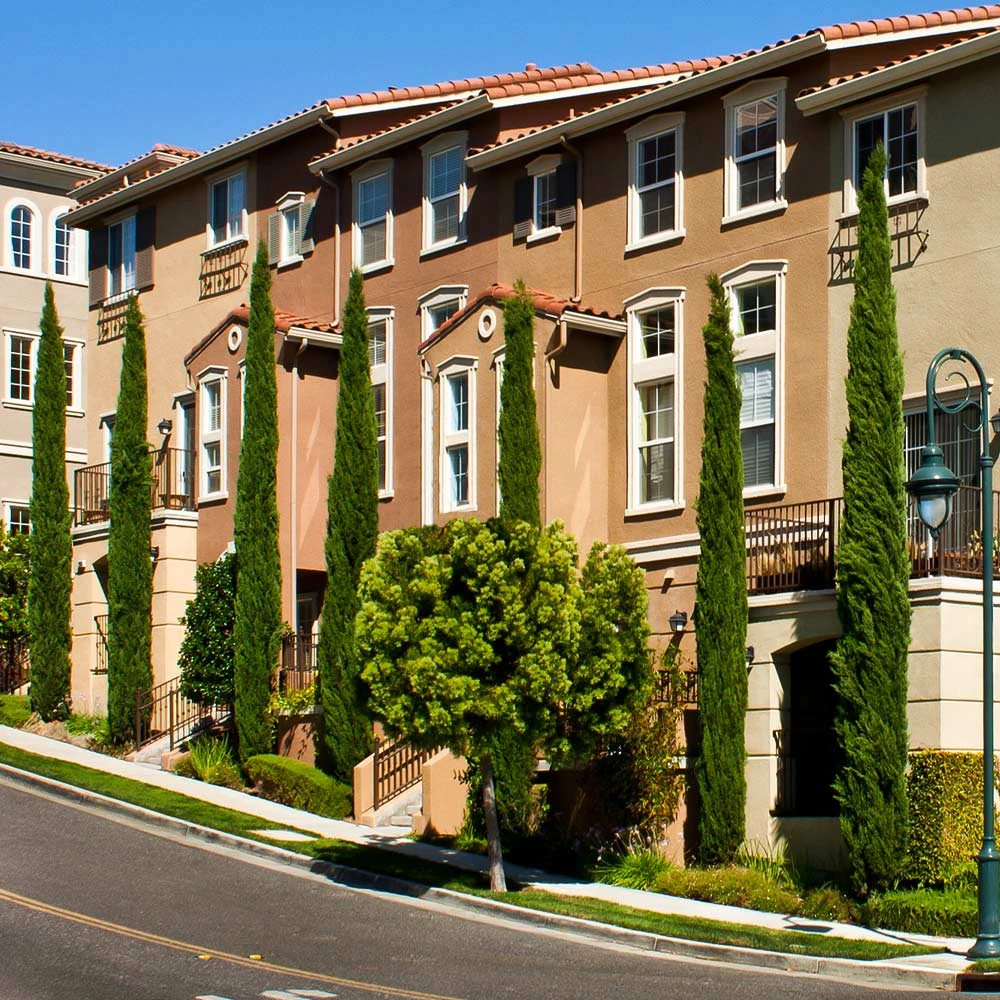 Italian Cypress 6 Italian Cypress - Image 6