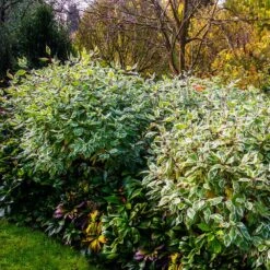 Ivory Halo Dogwood Shrub -Fast Growing Trees Shop Ivory Halo Dogwood 2