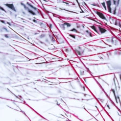 Ivory Halo Dogwood Shrub -Fast Growing Trees Shop Ivory Halo Dogwood 4