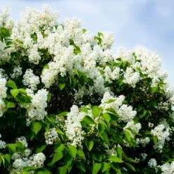 Ivory Silk Japanese Lilac Tree -Fast Growing Trees Shop Ivory Silk Lilac 1