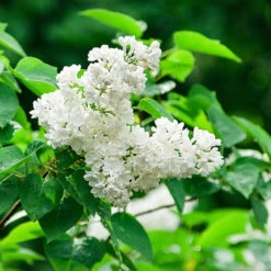 Ivory Silk Japanese Lilac Tree -Fast Growing Trees Shop Ivory Silk Lilac 2