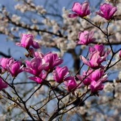 Jane Magnolia 7 Jane Magnolia -Fast Growing Trees Shop Jane Magnolia 4 FGT