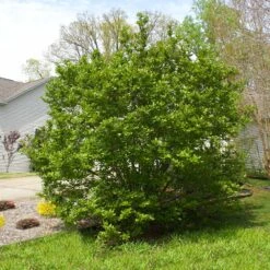 Jane Magnolia 9 Jane Magnolia -Fast Growing Trees Shop Janr Magnolia 5 FGT