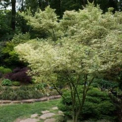 Butterfly Japanese Maple Tree 6 Butterfly Japanese Maple Tree -Fast Growing Trees Shop Japanese Maple BUtterfly 1