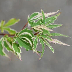 Butterfly Japanese Maple Tree 7 Butterfly Japanese Maple Tree -Fast Growing Trees Shop Japanese Maple BUtterfly 2
