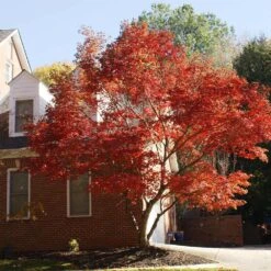 Red Japanese Maple Tree 6 Red Japanese Maple Tree -Fast Growing Trees Shop Japanese Maple Red 2