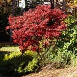 Red Japanese Maple Tree 7 Red Japanese Maple Tree -Fast Growing Trees Shop Japanese Maple Red 3