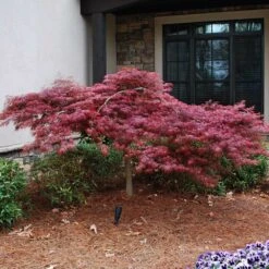 Red Dragon Japanese Maple Tree -Fast Growing Trees Shop Japanese Maple Red Dragon 2 FGT