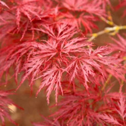 Red Dragon Japanese Maple Tree -Fast Growing Trees Shop Japanese Maple Red Dragon 5