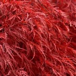 Tamukeyama Japanese Maple Tree 7 Tamukeyama Japanese Maple Tree -Fast Growing Trees Shop Japanese Maple Tamukayama 5