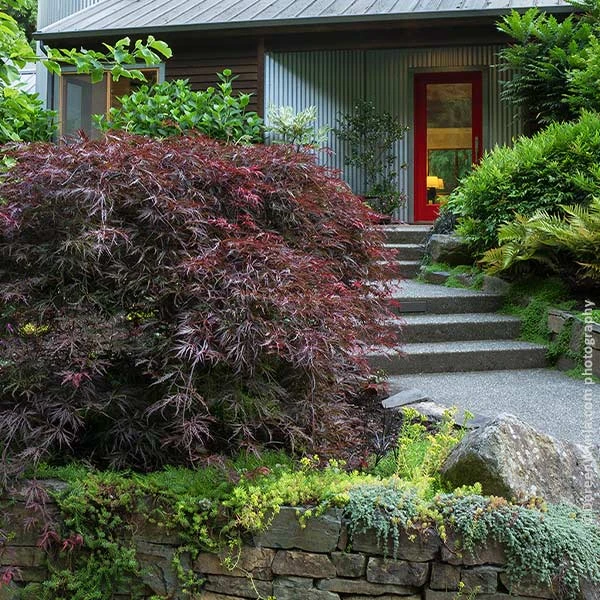 Tamukeyama Japanese Maple Tree 1 Tamukeyama Japanese Maple Tree