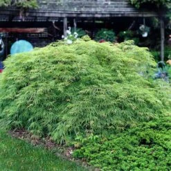 Weeping Japanese Maple 'Viridis' Tree 8 Weeping Japanese Maple 'Viridis' Tree -Fast Growing Trees Shop Japanese Maple Virdis 3 FGT