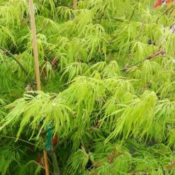 Weeping Japanese Maple 'Viridis' Tree 9 Weeping Japanese Maple 'Viridis' Tree -Fast Growing Trees Shop Japanese Maple Viridis 2