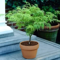 Weeping Japanese Maple 'Viridis' Tree 11 Weeping Japanese Maple 'Viridis' Tree -Fast Growing Trees Shop Japanese Maple Viridis 4
