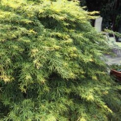 Waterfall Japanese Maple -Fast Growing Trees Shop Japanese Maple Waterfalls 1