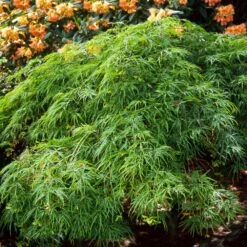Waterfall Japanese Maple -Fast Growing Trees Shop Japanese Maple Waterfalls 2