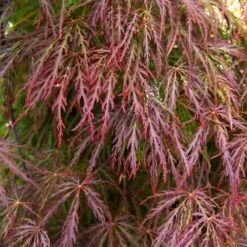 Red Select Japanese Maple Tree -Fast Growing Trees Shop Japanese Red Select 3