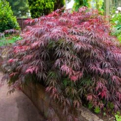 Red Select Japanese Maple Tree -Fast Growing Trees Shop Japanese Red Select 5