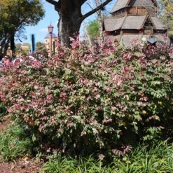 Jazz Hands® Variegated Loropetalum 6 Jazz Hands® Variegated Loropetalum -Fast Growing Trees Shop Jazz Hands loropetalum 1 FGT