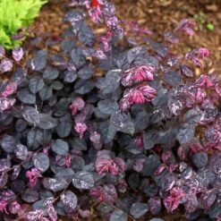 Jazz Hands® Variegated Loropetalum 7 Jazz Hands® Variegated Loropetalum -Fast Growing Trees Shop Jazz Hands loropetalum 4 FGT