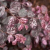 Jazz Hands® Variegated Loropetalum