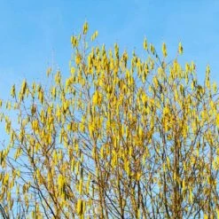 Jefferson Filbert Hazelnut Tree -Fast Growing Trees Shop Jefferson Filbert Hazelnut 4