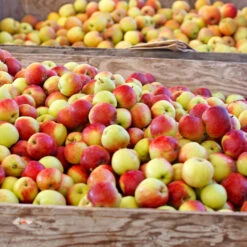 Jonagold Apple Tree -Fast Growing Trees Shop Jonagold Apple 6