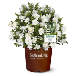 Jubilation™ Gardenia Shrub 7 Jubilation™ Gardenia Shrub -Fast Growing Trees Shop Jubilation Gardenia 1
