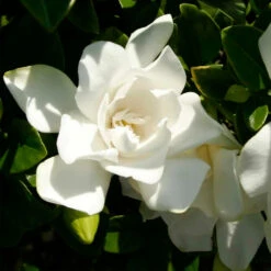 Jubilation™ Gardenia Shrub 8 Jubilation™ Gardenia Shrub -Fast Growing Trees Shop Jubilation Gardenia 3