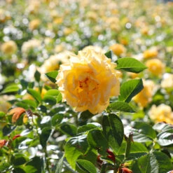 Julia Child Rose -Fast Growing Trees Shop Julia Child Rose 4