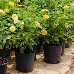 Julia Child Rose -Fast Growing Trees Shop Julia Child Rose 7