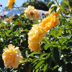 Julia Child Rose Tree -Fast Growing Trees Shop Julia Child Rose Tree 8