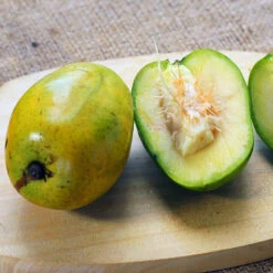 June Plum Tree -Fast Growing Trees Shop June Plum 5