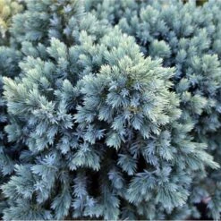 Blue Star Juniper Tree -Fast Growing Trees Shop Juniper BLue Star Standard 1 FGT