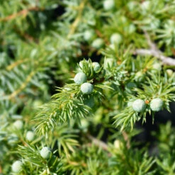 Blue Pacific Juniper 5 Blue Pacific Juniper -Fast Growing Trees Shop Juniper Blue Pacific 1