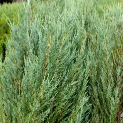 Skyrocket Junipers -Fast Growing Trees Shop Juniper Skyrocket 4 FGT