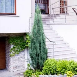 Skyrocket Junipers -Fast Growing Trees Shop Juniper Skyrocket 6 FGT