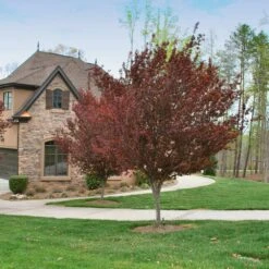 KV' Flowering Plum Tree -Fast Growing Trees Shop KV Flowering Plum 4